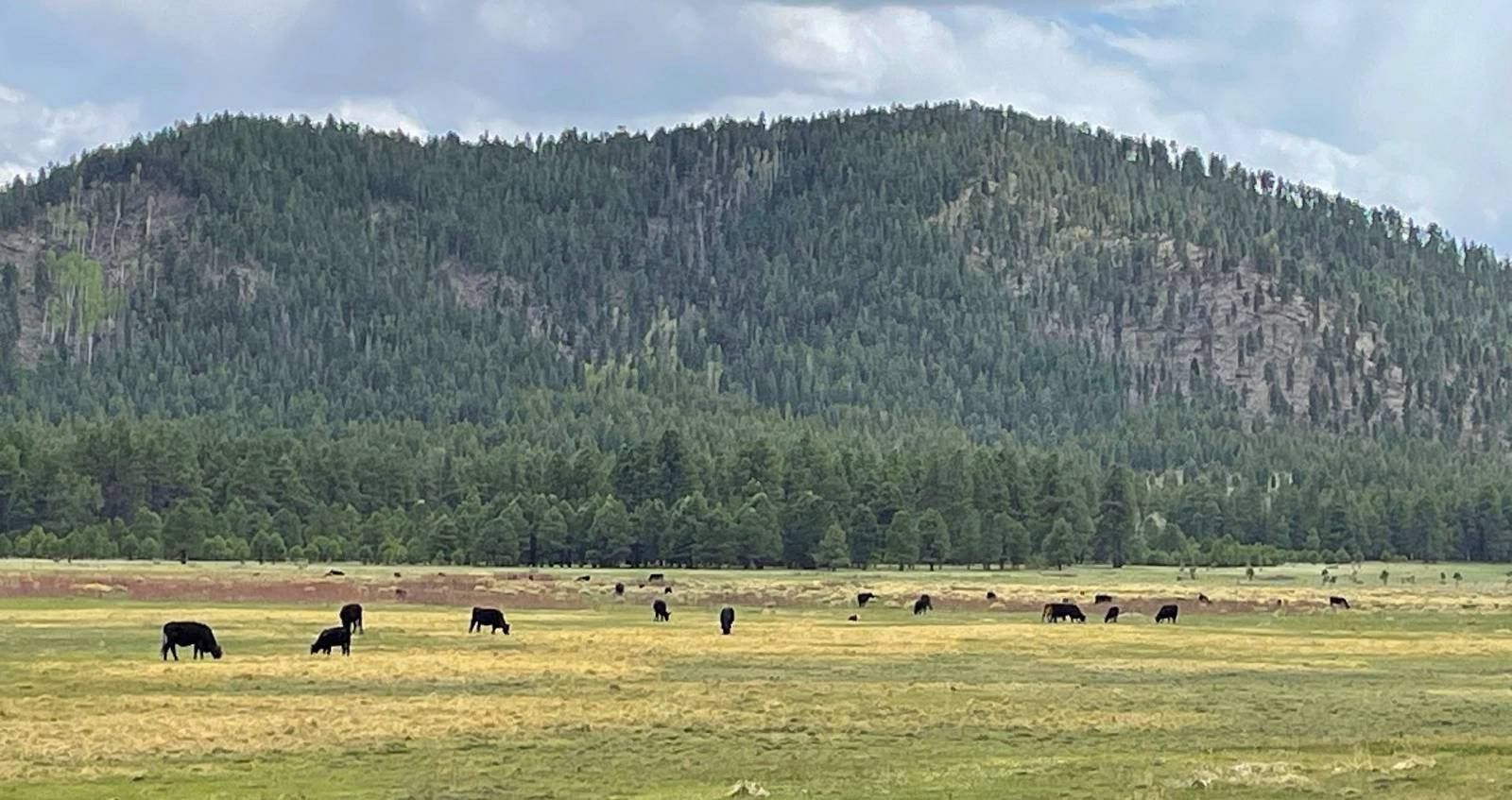 Wine Glass Ranch 4030 Triumph Trail. Paulden, AZ 86334