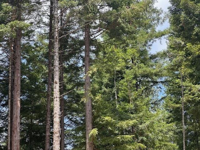 440 Bell Hole Loop. Crescent City, CA 95531