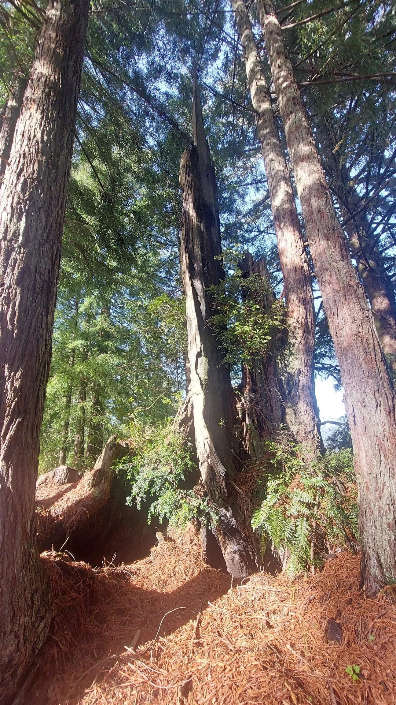 130 Skookum. Crescent City, CA 95531