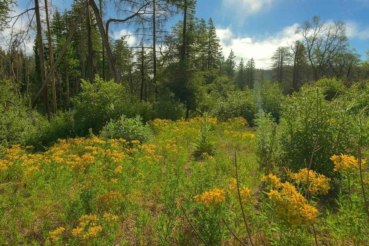 297 Robles Dr. Santa Cruz, CA 95060