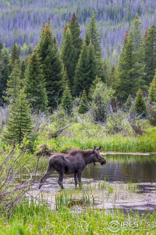 1640 Continental Peaks Cir. Estes Park, CO 80517