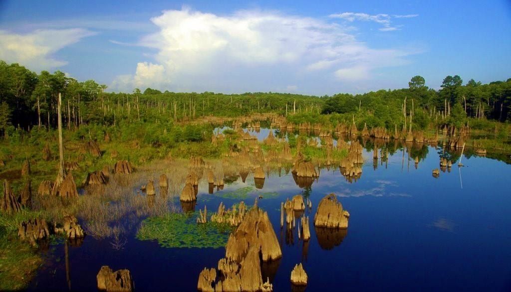 124 Meadow Ln. Wewahitchka, FL 32465