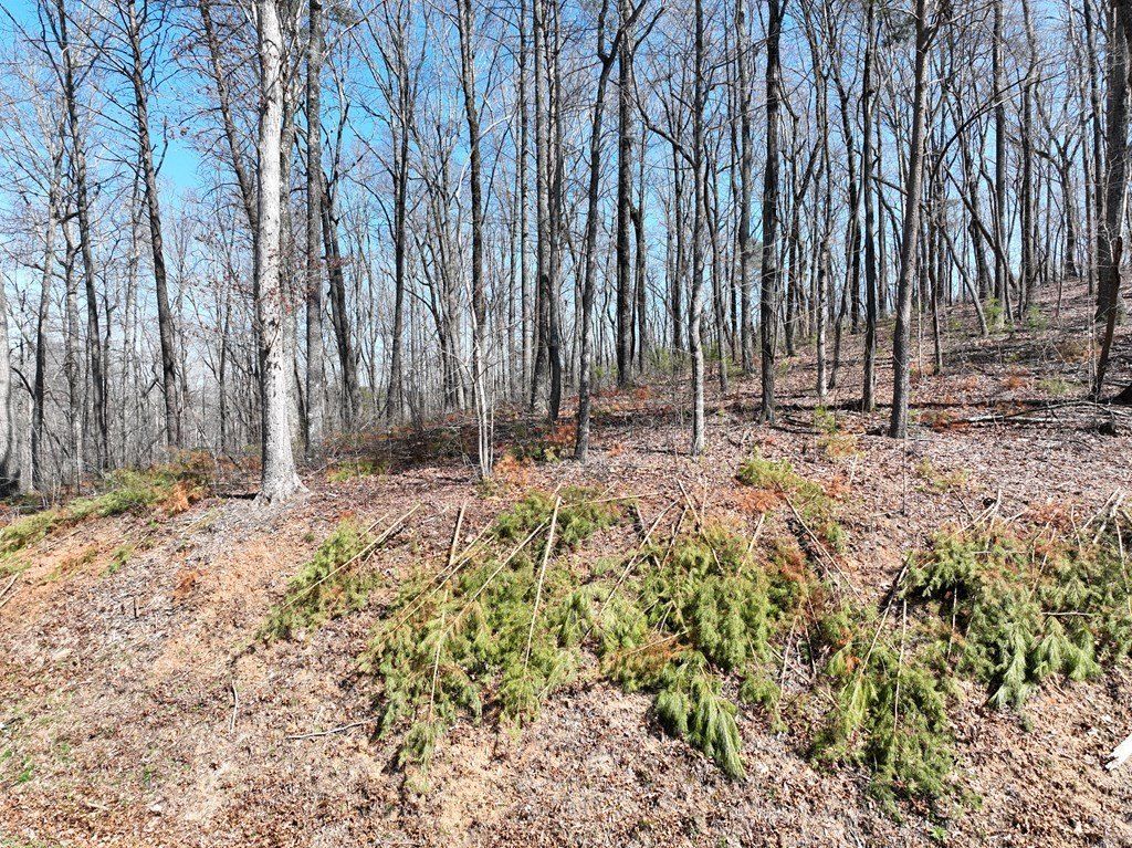 180 Trailwood Drive. Ellijay, GA 30536