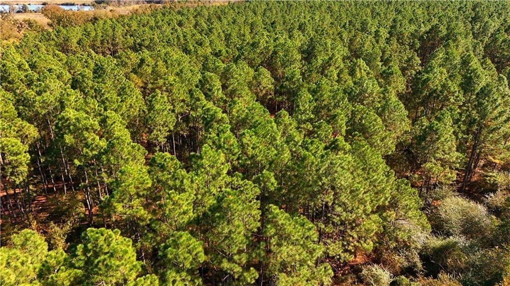 Lot 2 Middle Ground Church Road. Chester, GA 31012