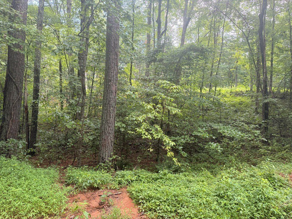 1765 Nugget Lane. Ellijay, GA 30540