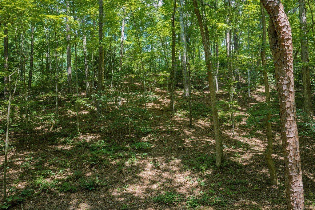 330 Kings Way. Ellijay, GA 30540