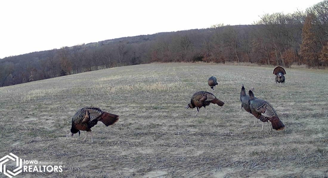 19367 Highway 16. Birmingham, IA 52535