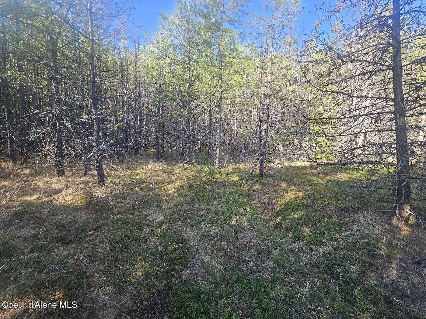 365 Jacks Place. Oldtown, ID 83822
