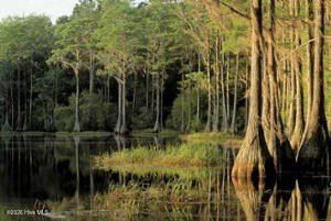 206 Keira Lane Nw. Supply, NC 28462