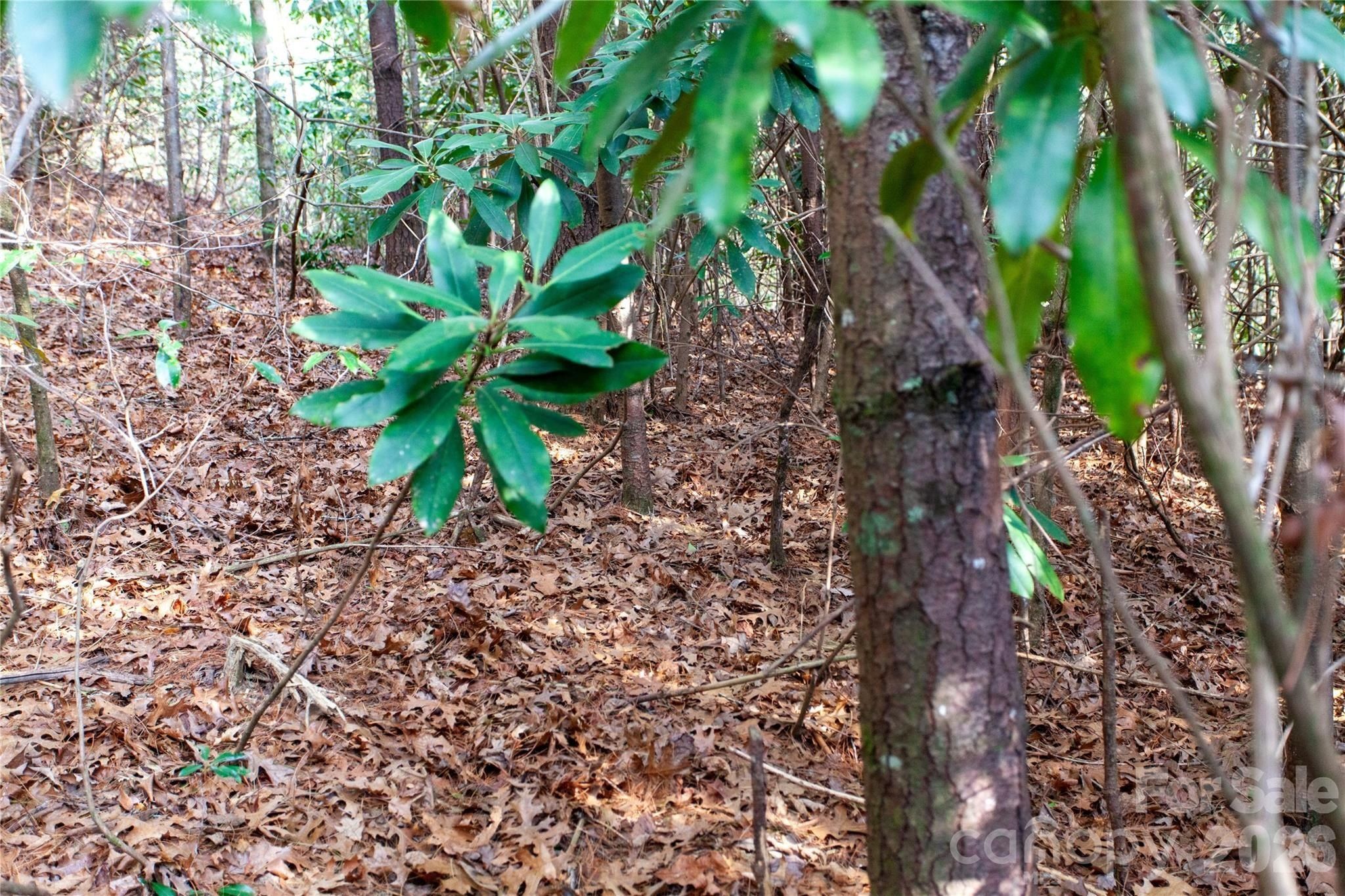 Top Of The Mountain Road. Penrose, NC 28766