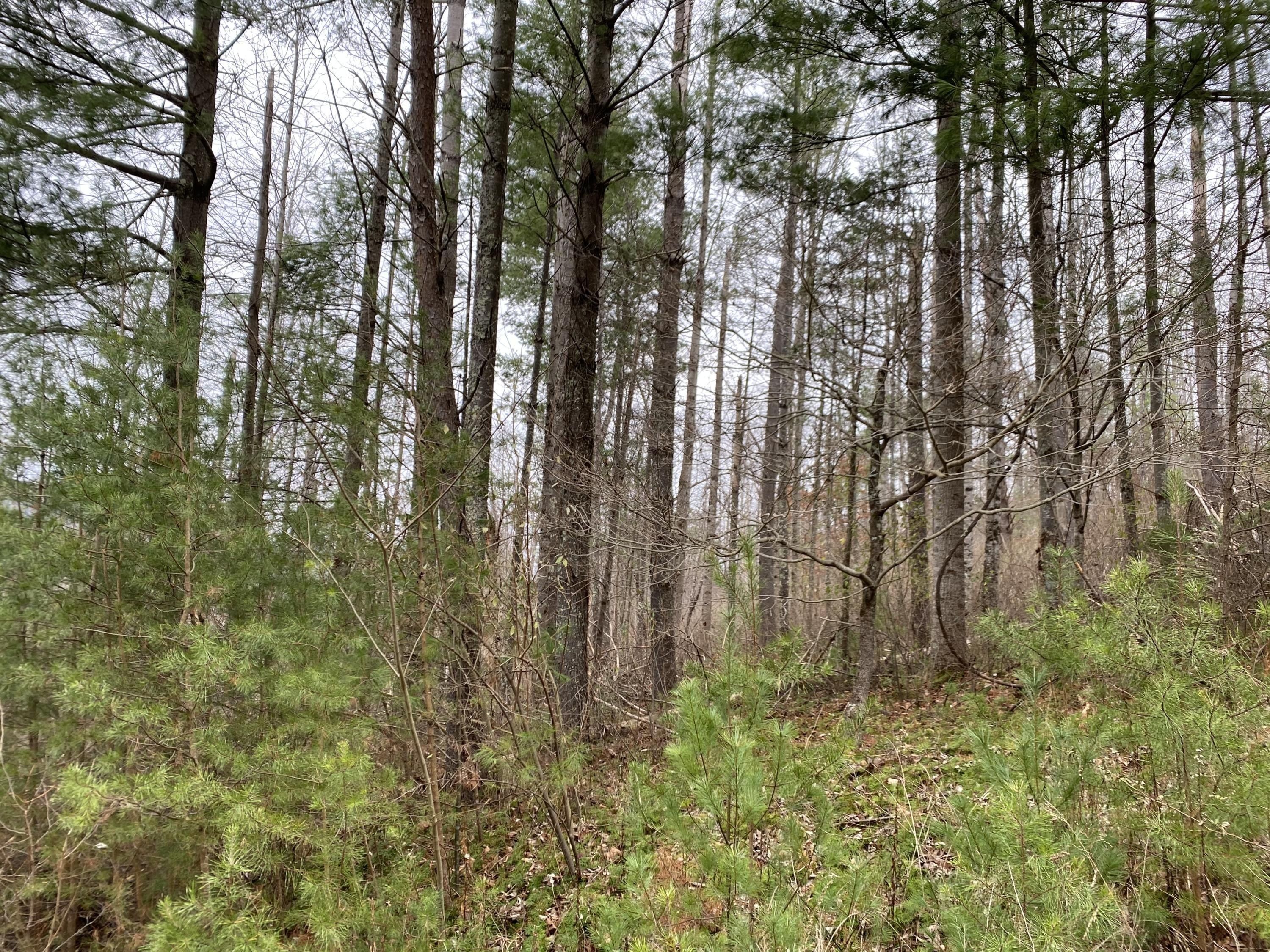 Buntontown  Norris Road. Butler, TN 37640