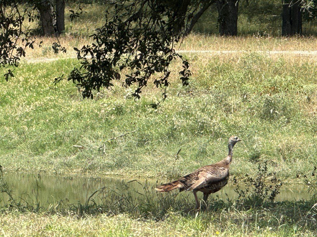 1275 Cypress Creek Rd. Kerrville, TX 78028