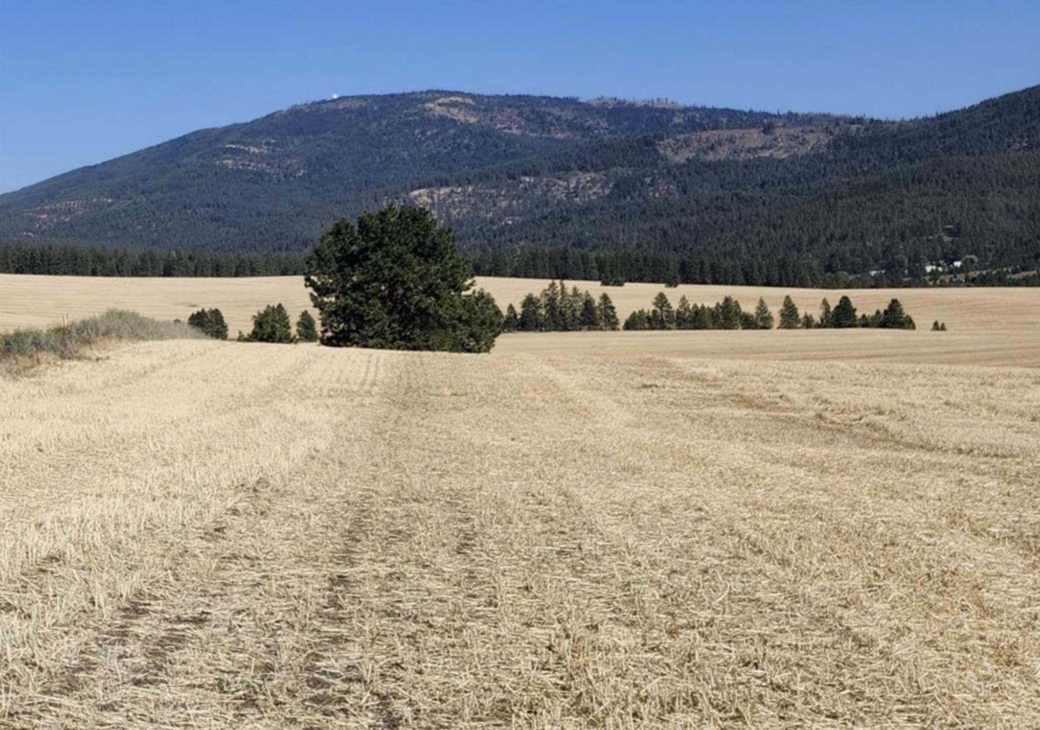 8006 S Jackson Rd. Mica, WA 99023