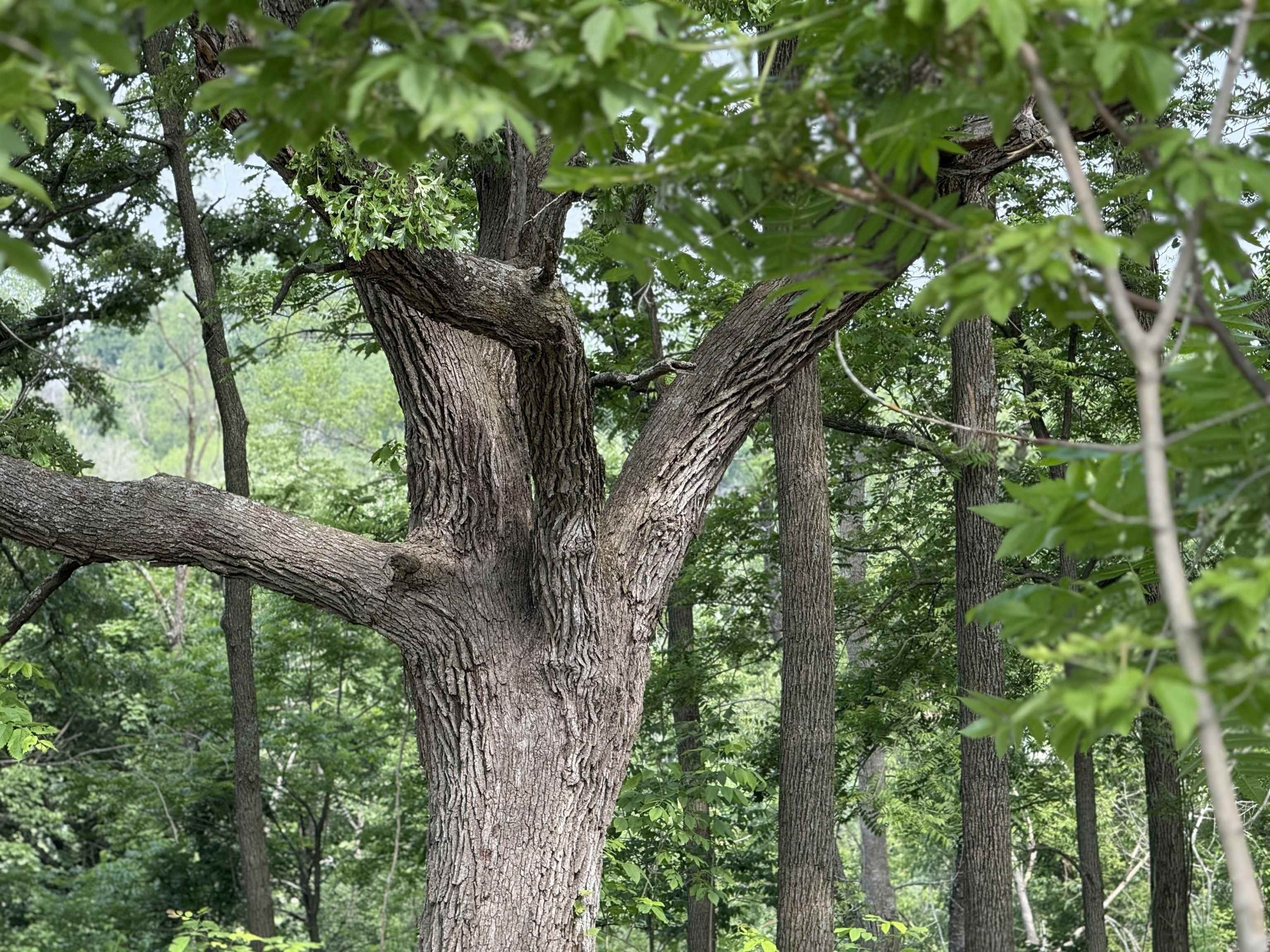 214 Whitetail Lane. Deerfield, WI 53531