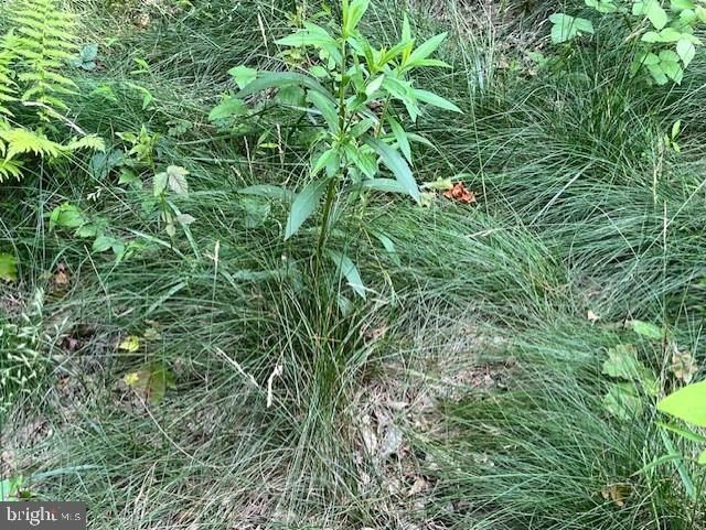 659 Falconwood Road. Paw Paw, WV 25434