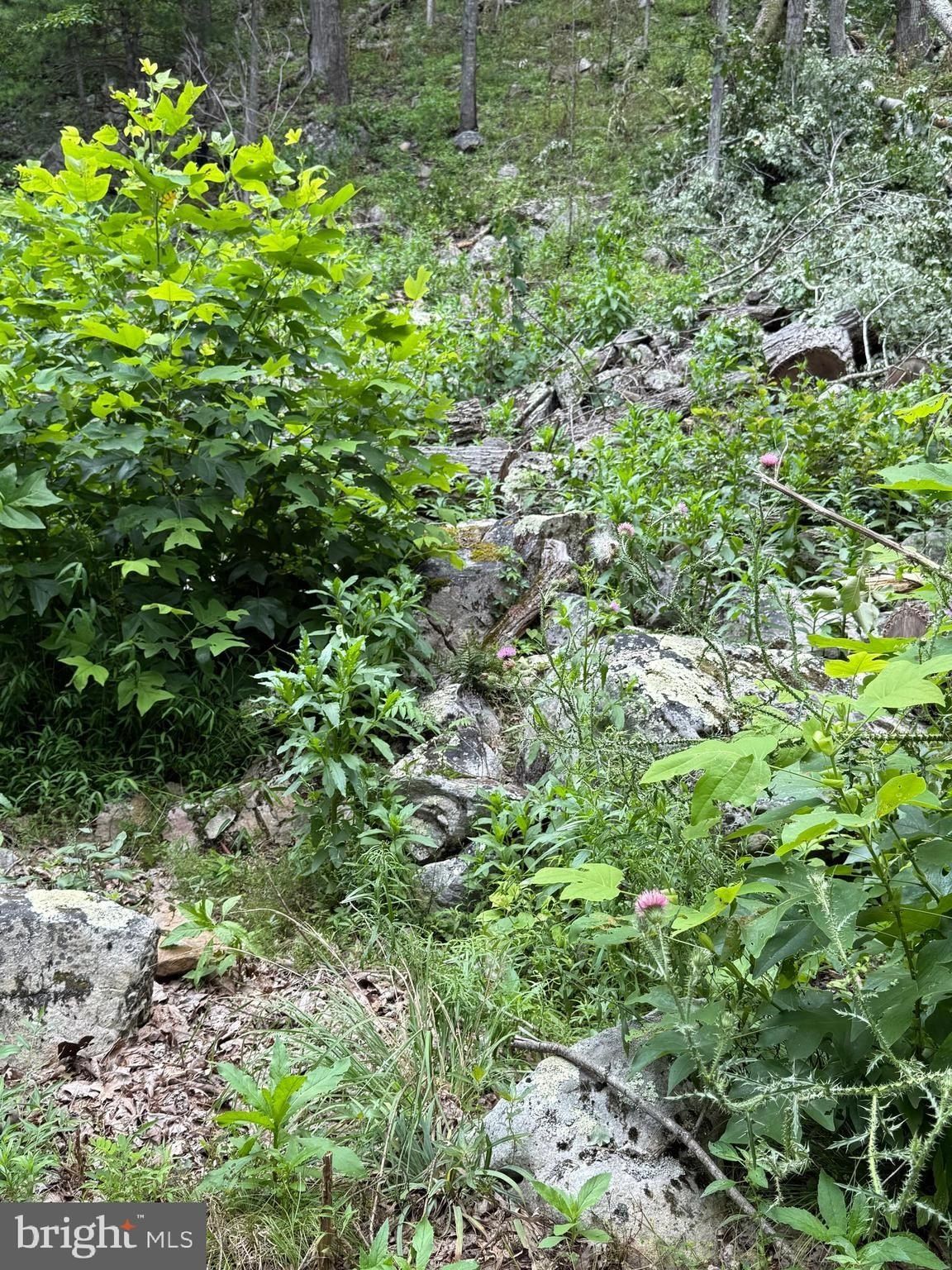 619 Moores Run Branch Road. Wardensville, WV 26851