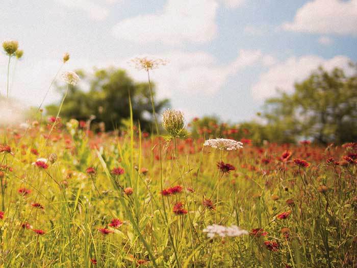 Wildridge Wildflowers from American Legend Homes