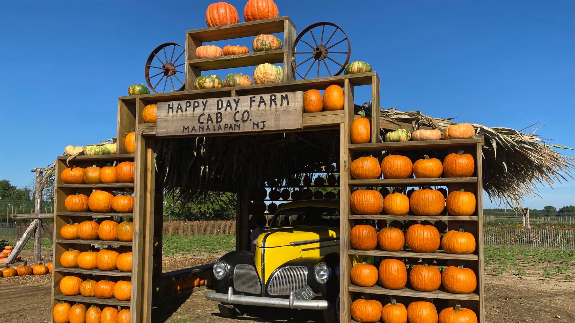 Annual Pumpkin Picking