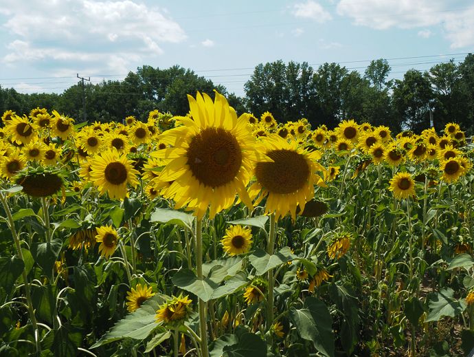 Annual Sunflower Festival
