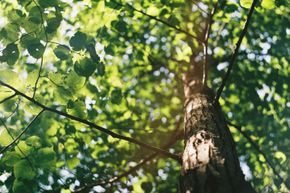 Bird Song - Hopkins, MN