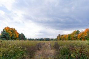 Wild Plum - Portage, MI