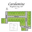 Cardamine - Brigham City, UT