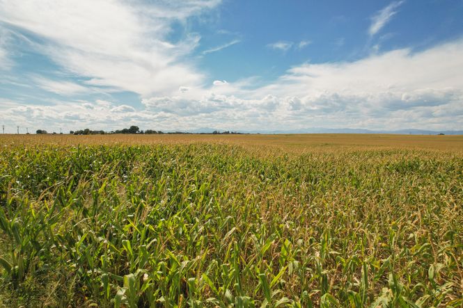 Union Colony West - Nearby Farmland 2