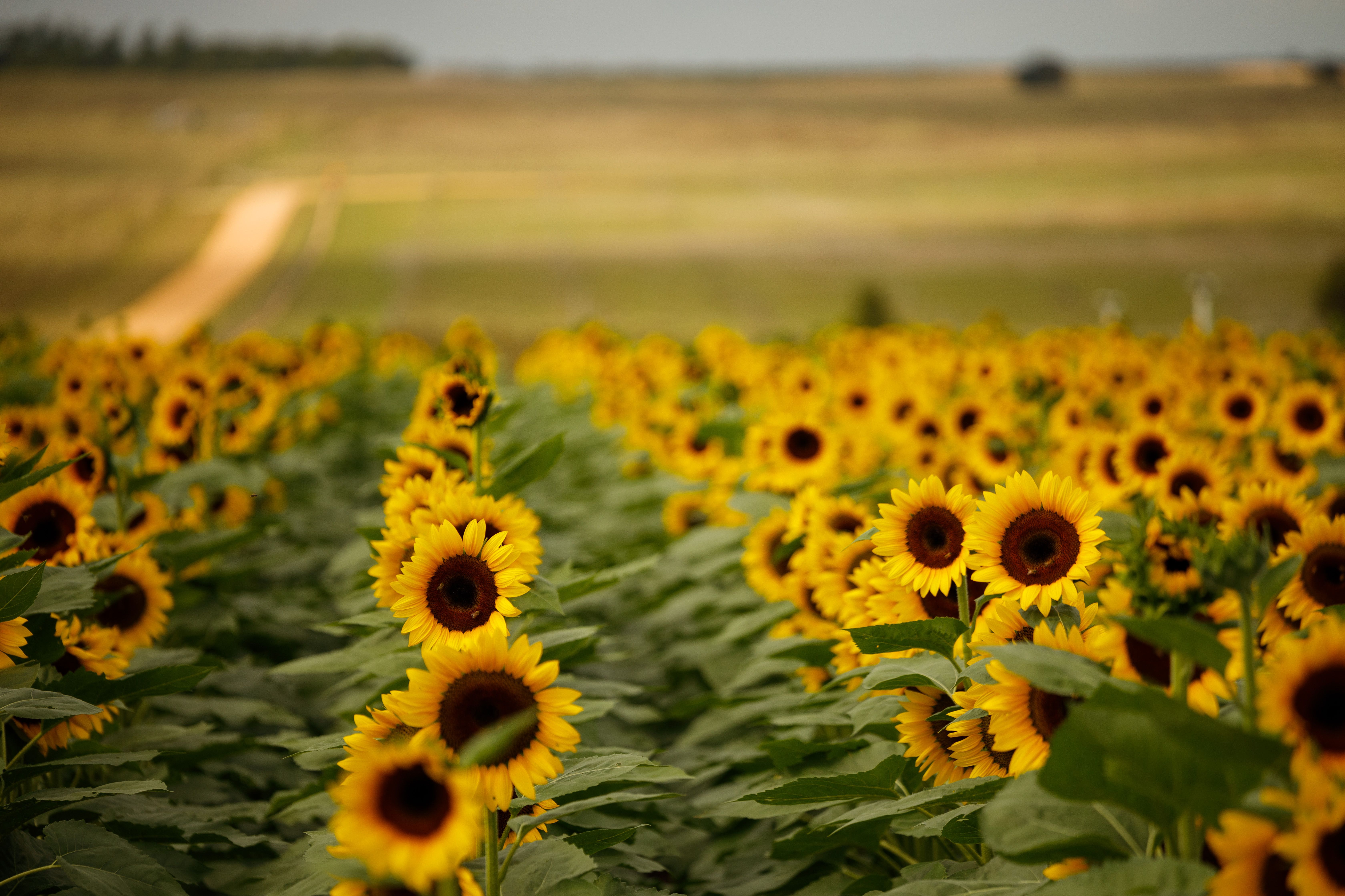 Sunflowers