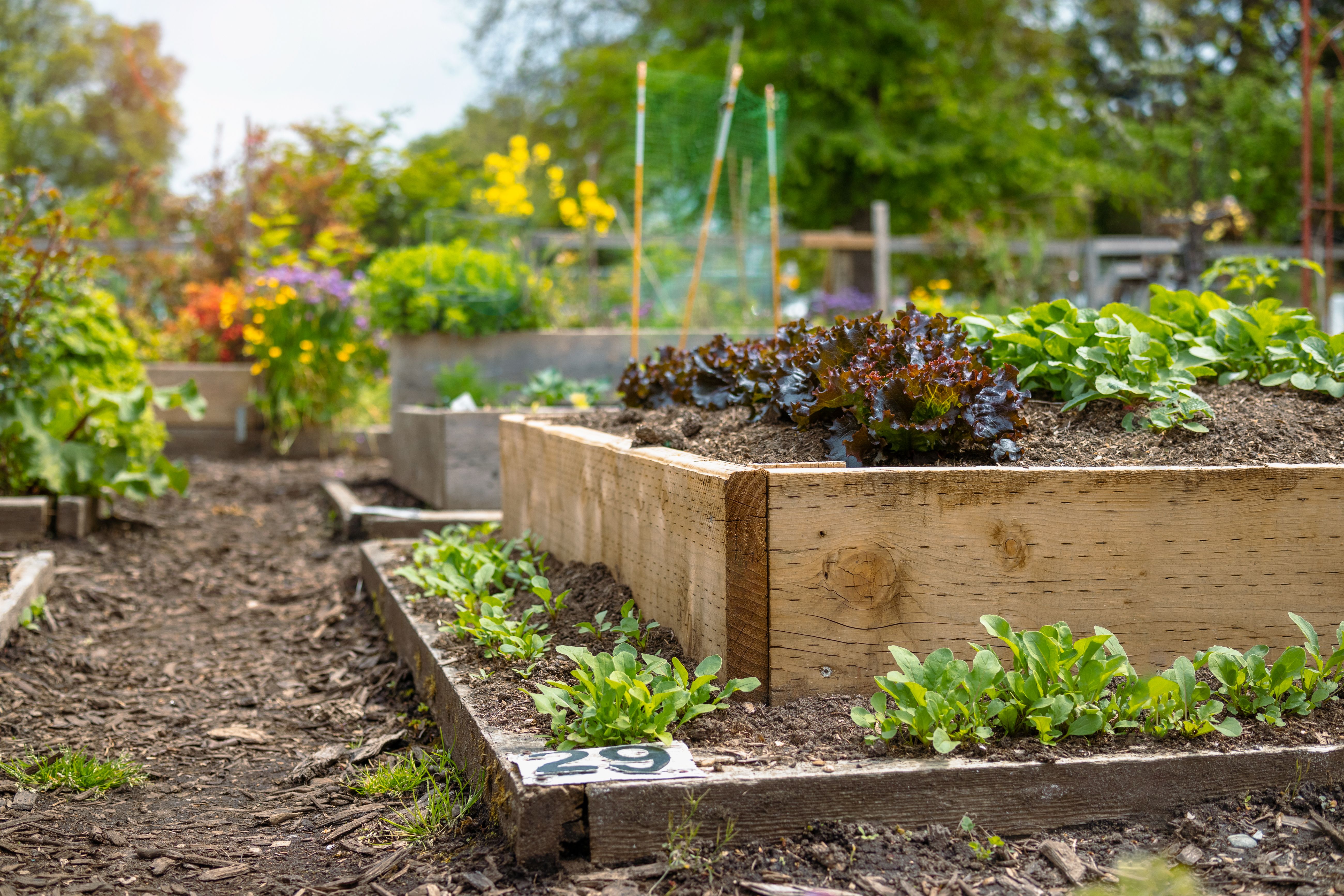 Community Garden