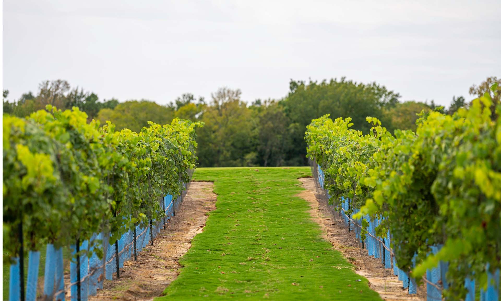 Chambers Creek Vineyard