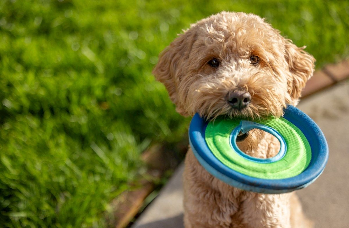 Dog Park