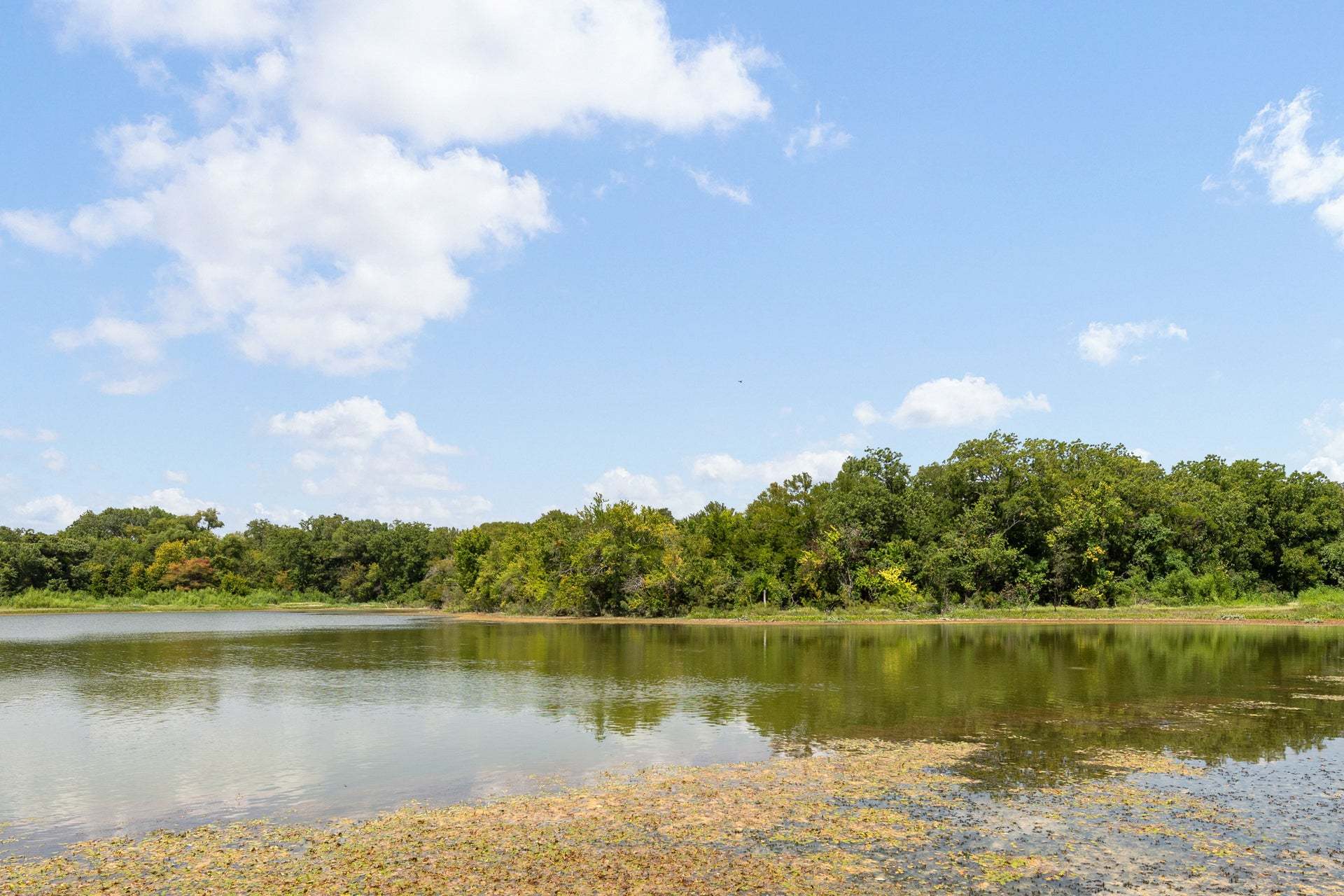 Pond