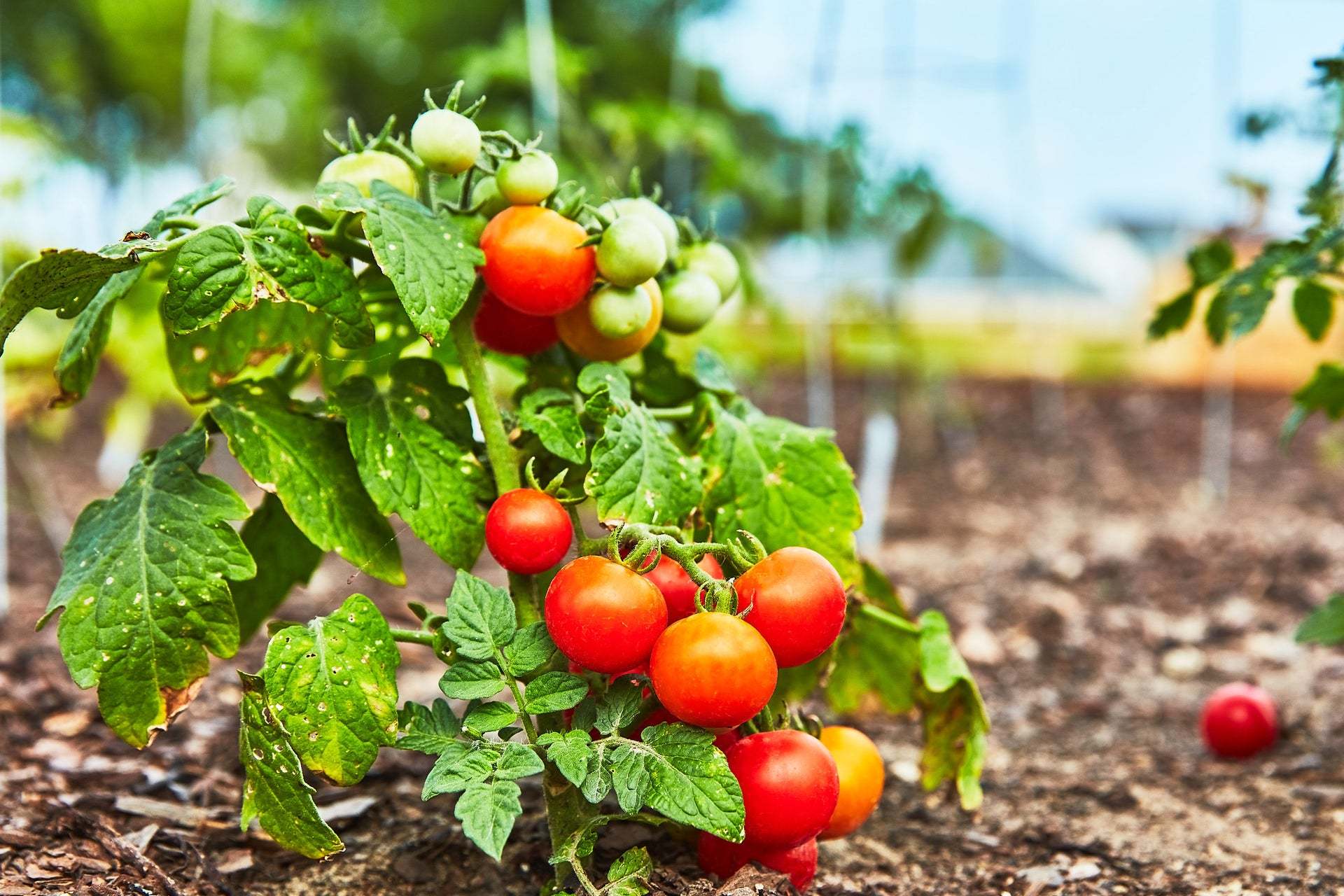 Community Garden