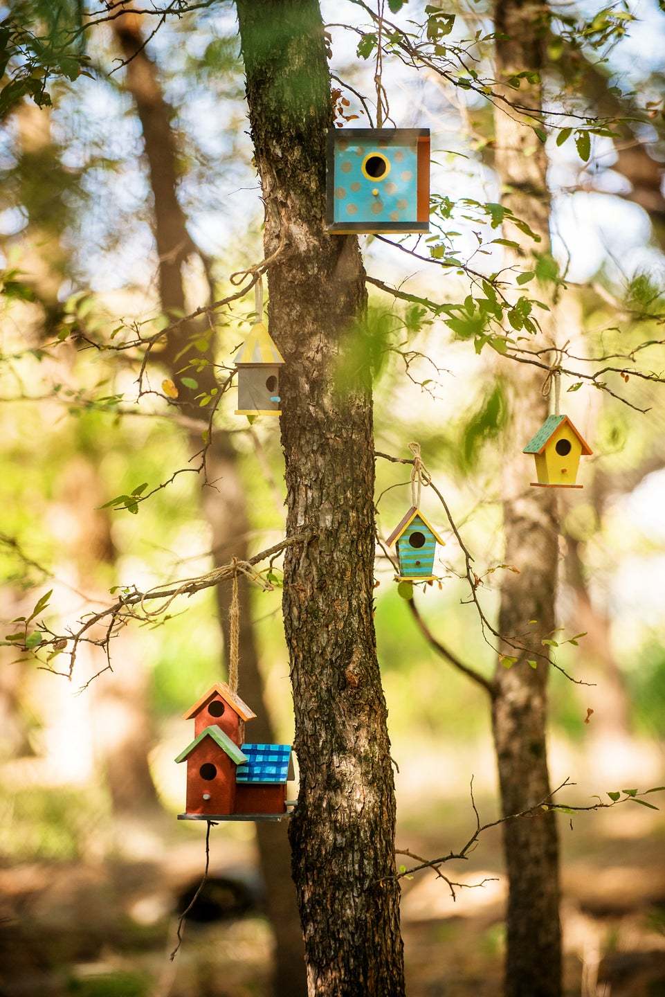 Birdie Trail