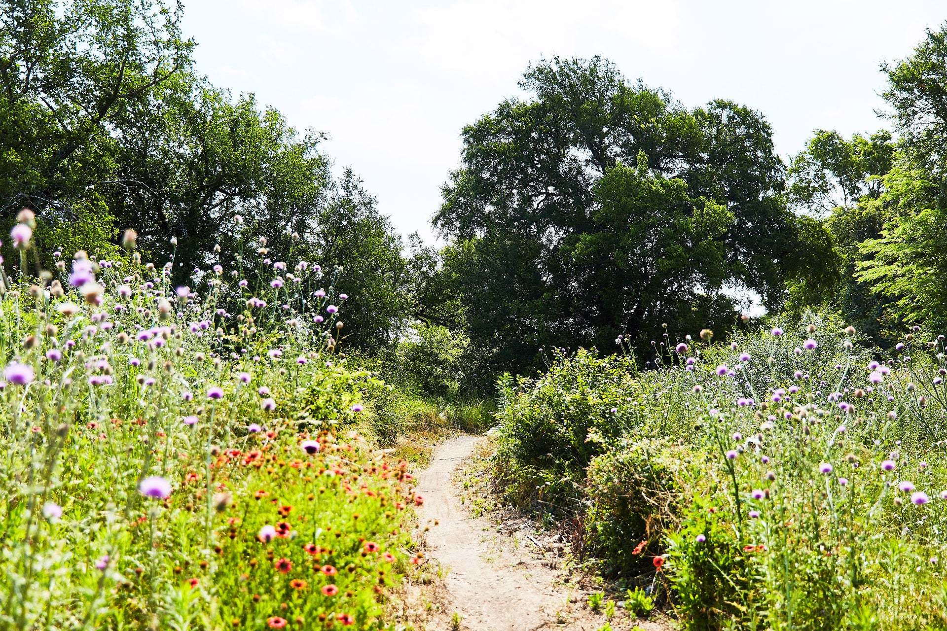 Wildflower Trails