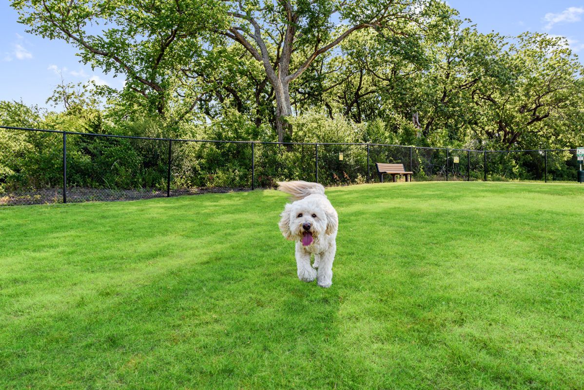 Dog Park