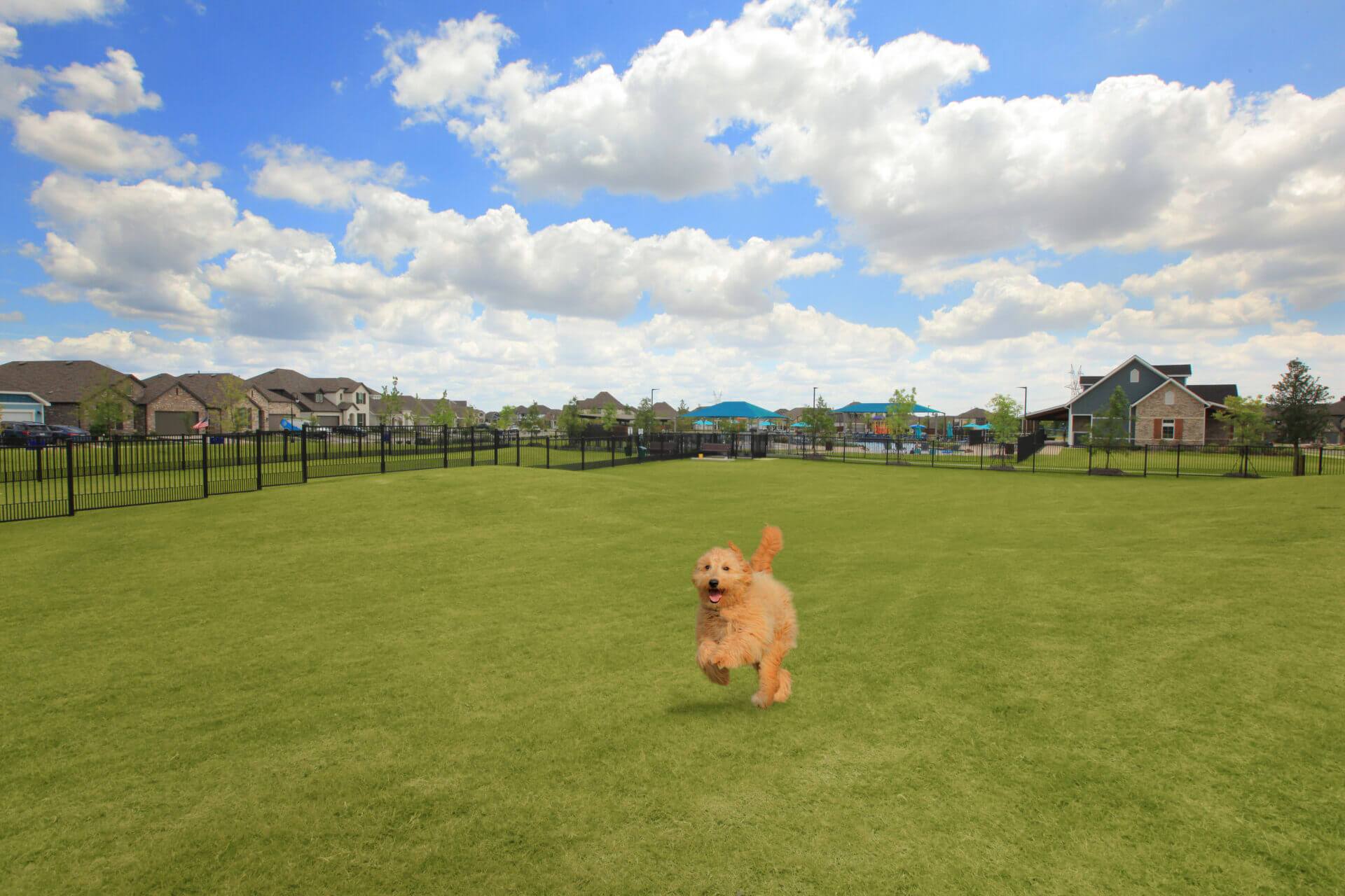 Dog Park