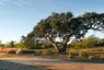 homes in Oaks at San Gabriel by Brohn Homes