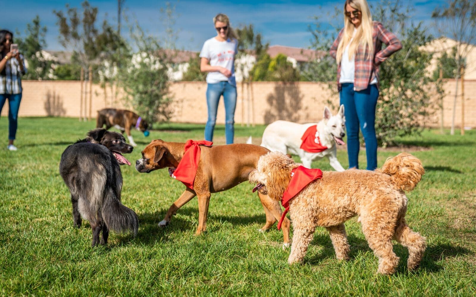 Paws Park An image of people and their dogs at the gated dog park, Paws Park, within the New Haven community
