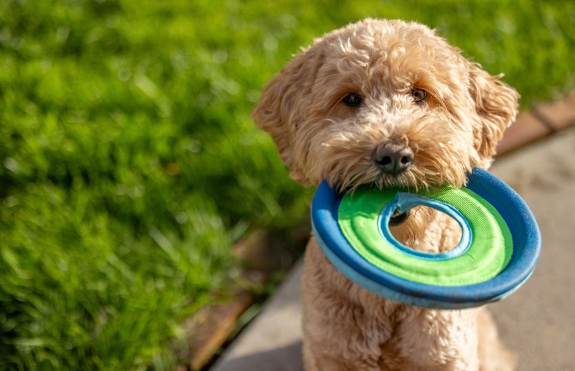 Fetch Fun Awaits at Community Dog Park