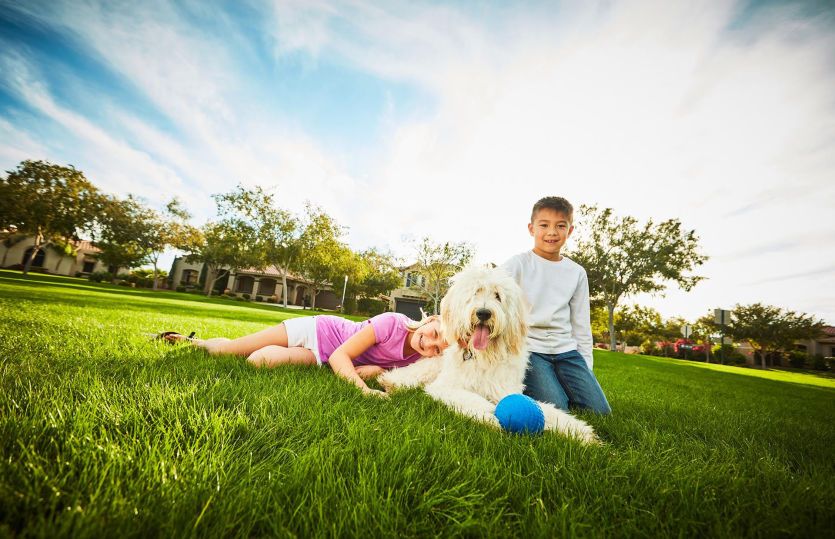 Fun For the Entire Family at the Dog Park
