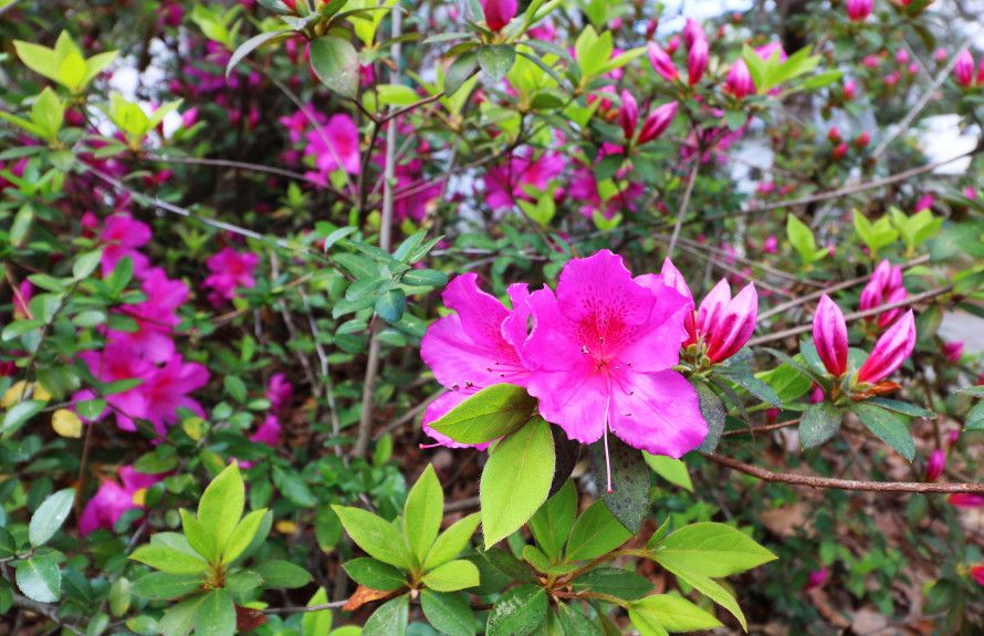 Summerville Azaleas