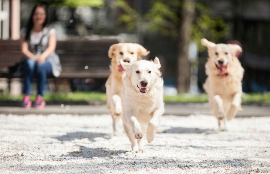 Community Dog Park