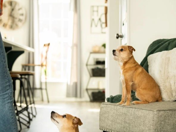 Find a the perfect home for you and your fur babies
