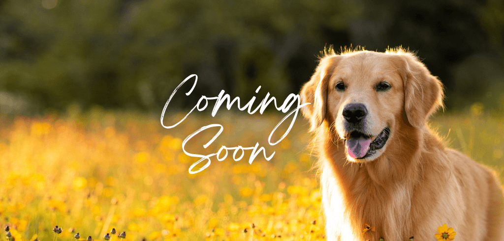 University Heights - Round Rock, TX