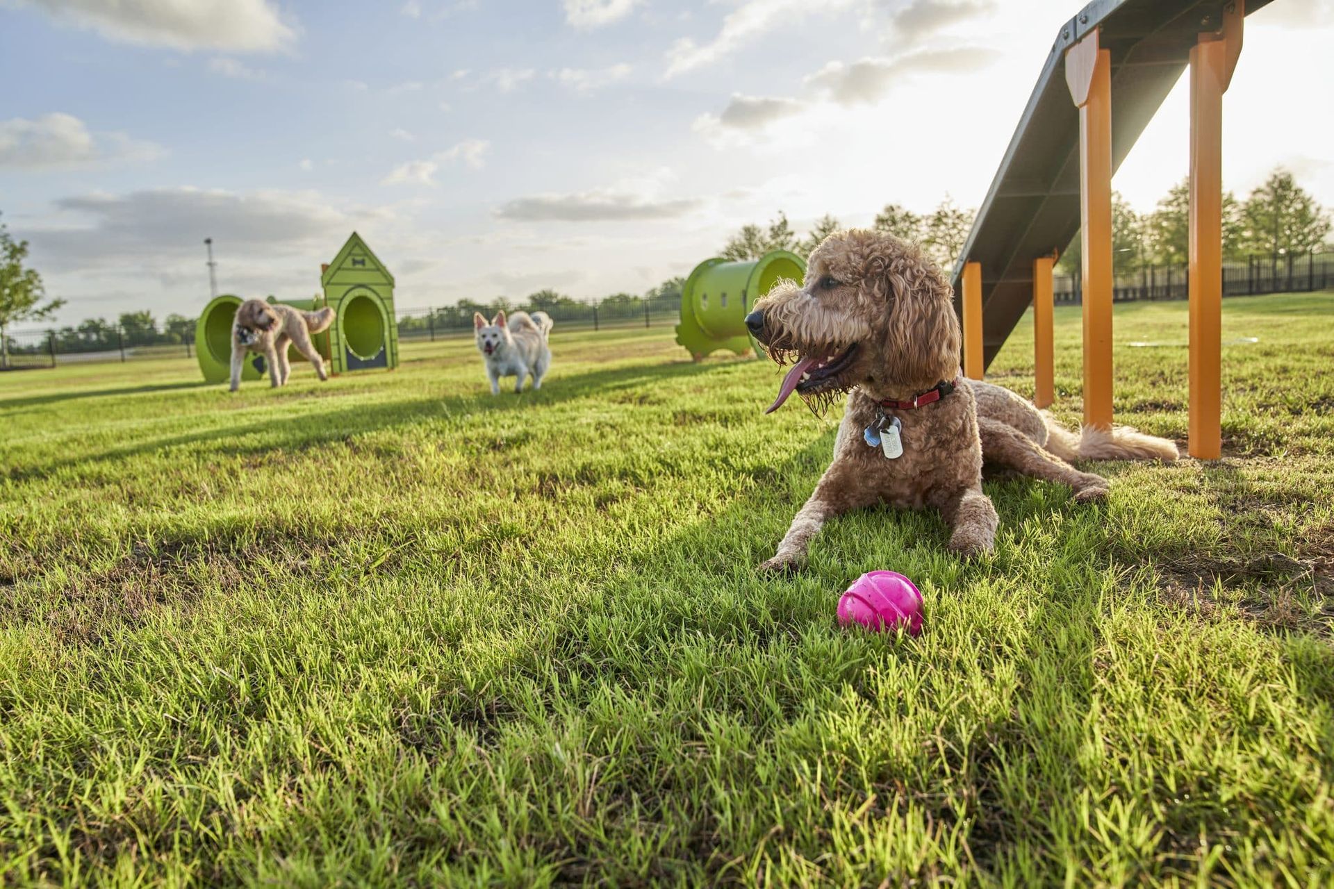 20220607_Elyson_Scene1_DogPark__0634-scaled.jpg