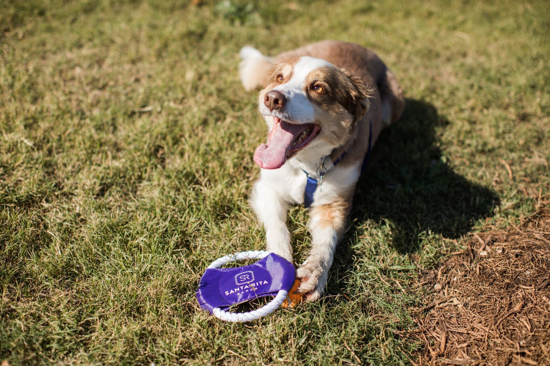 SR-Bark-Park-Petting-Zoo-14-scaled.jpg