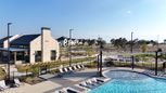 Nolina - Georgetown, TX