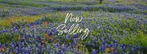 Village At Three Oaks by Chesmar Homes in San Antonio Texas