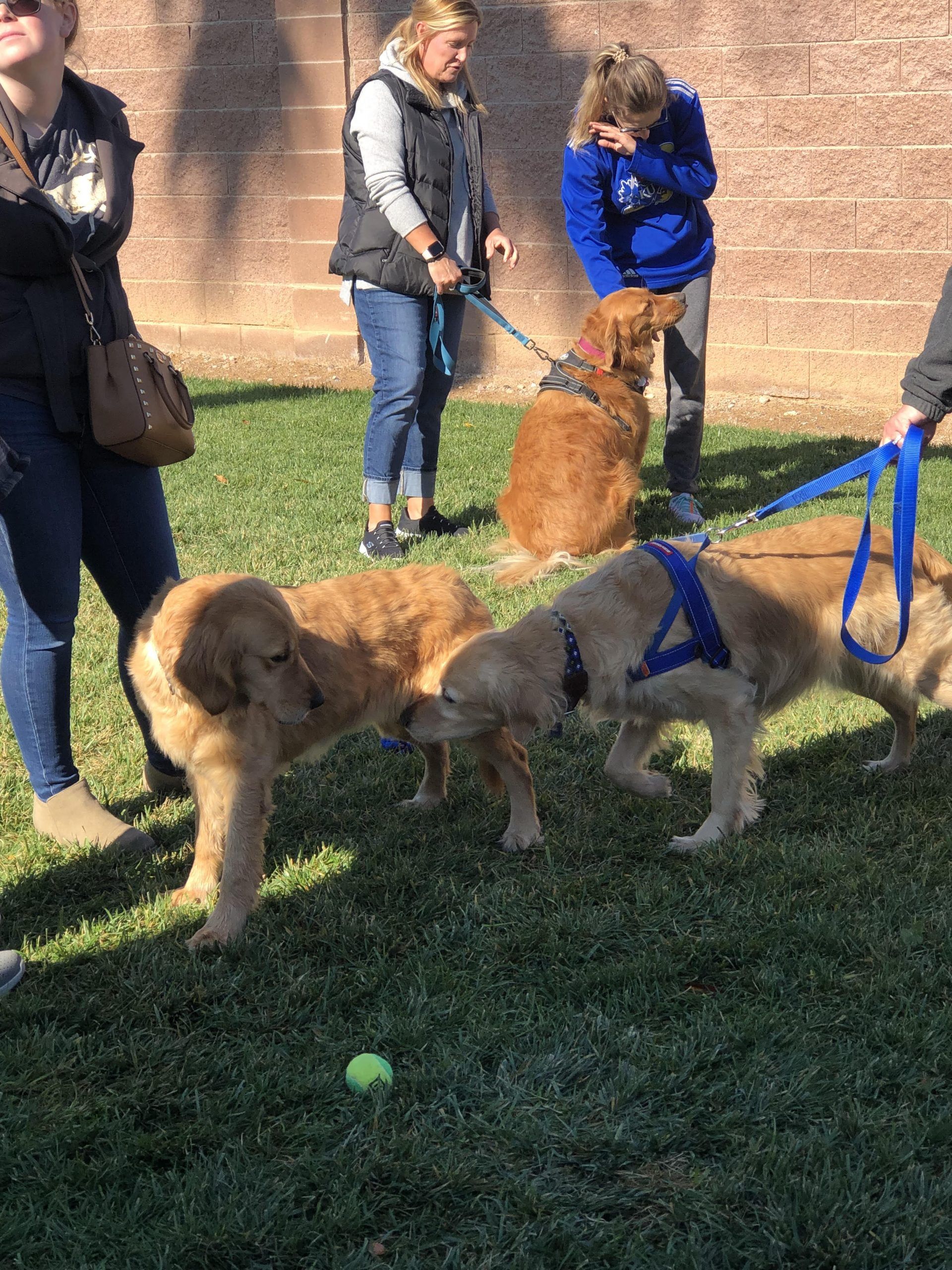 Dog Parks